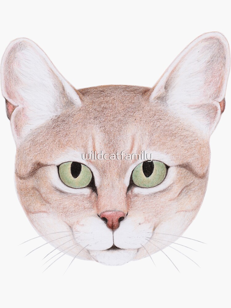 African Wildcat by wildcatfamily