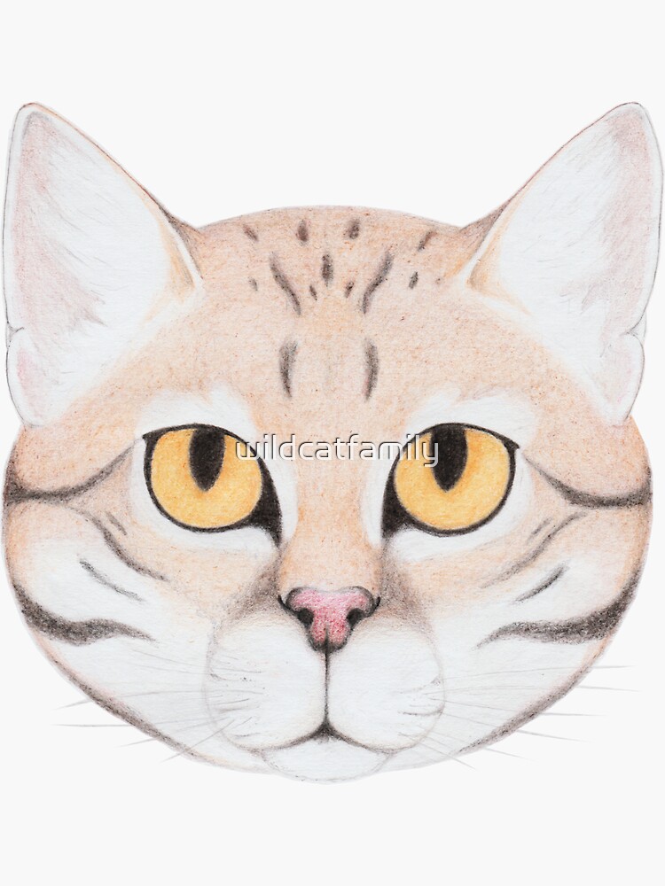 Black-footed Cat by wildcatfamily