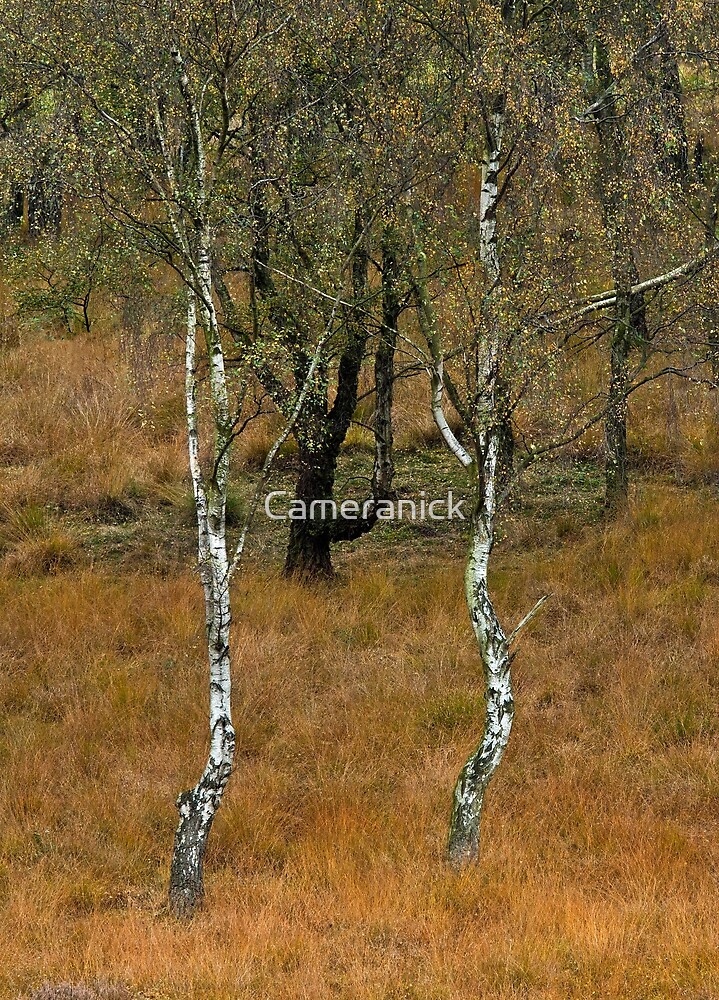 "Silver Birch Trees Cannock Chase" by Nick Jenkins Redbubble