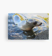 Galapagos Sea Lion Canvas Print