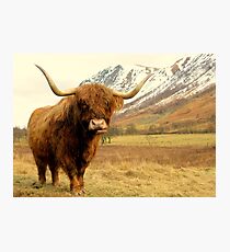 A Glen Nevis resident Photographic Print
