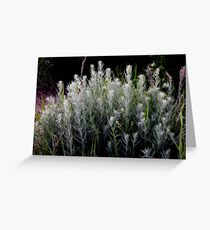 Wild and Wispy Greeting Card