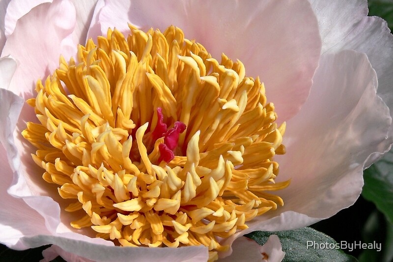 Peony center by Photos by Healy