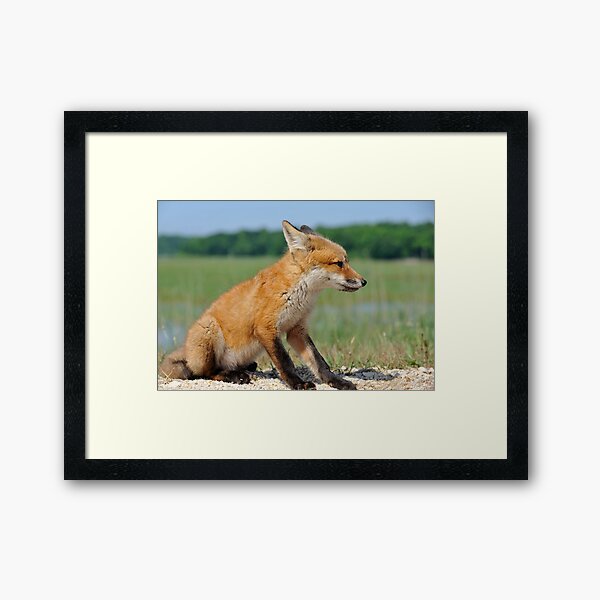 Red Fox Kit Framed Art Print