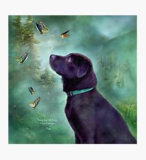 Young Lab & Butttys Photographic Print