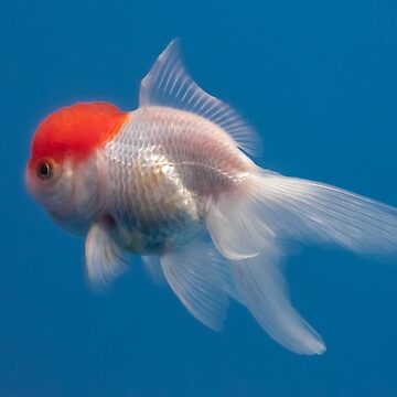 Red cap Oranda fish