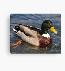 Water of a ducks bill Canvas Print
