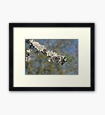 spring blooming. Framed Print