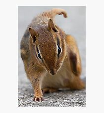 Ninja Chipmunk Photographic Print