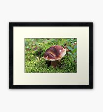 Boletus Edulis Framed Print