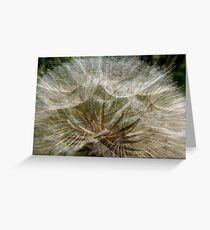 Seedhead Greeting Card