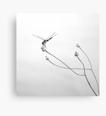 Hovering Metal Print