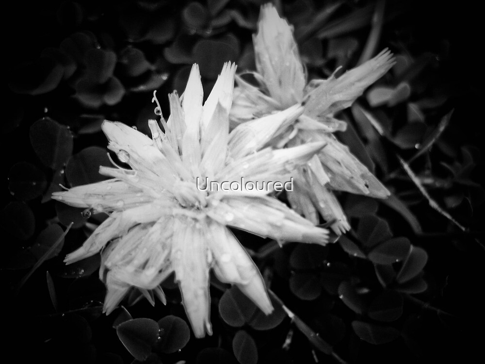 "Crying Flowers" by Uncoloured Redbubble