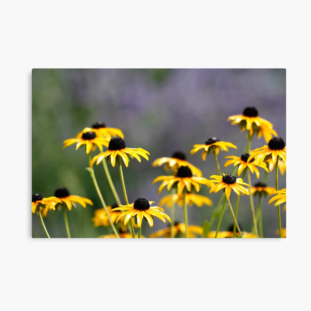Black-eyed Susans Canvas Print