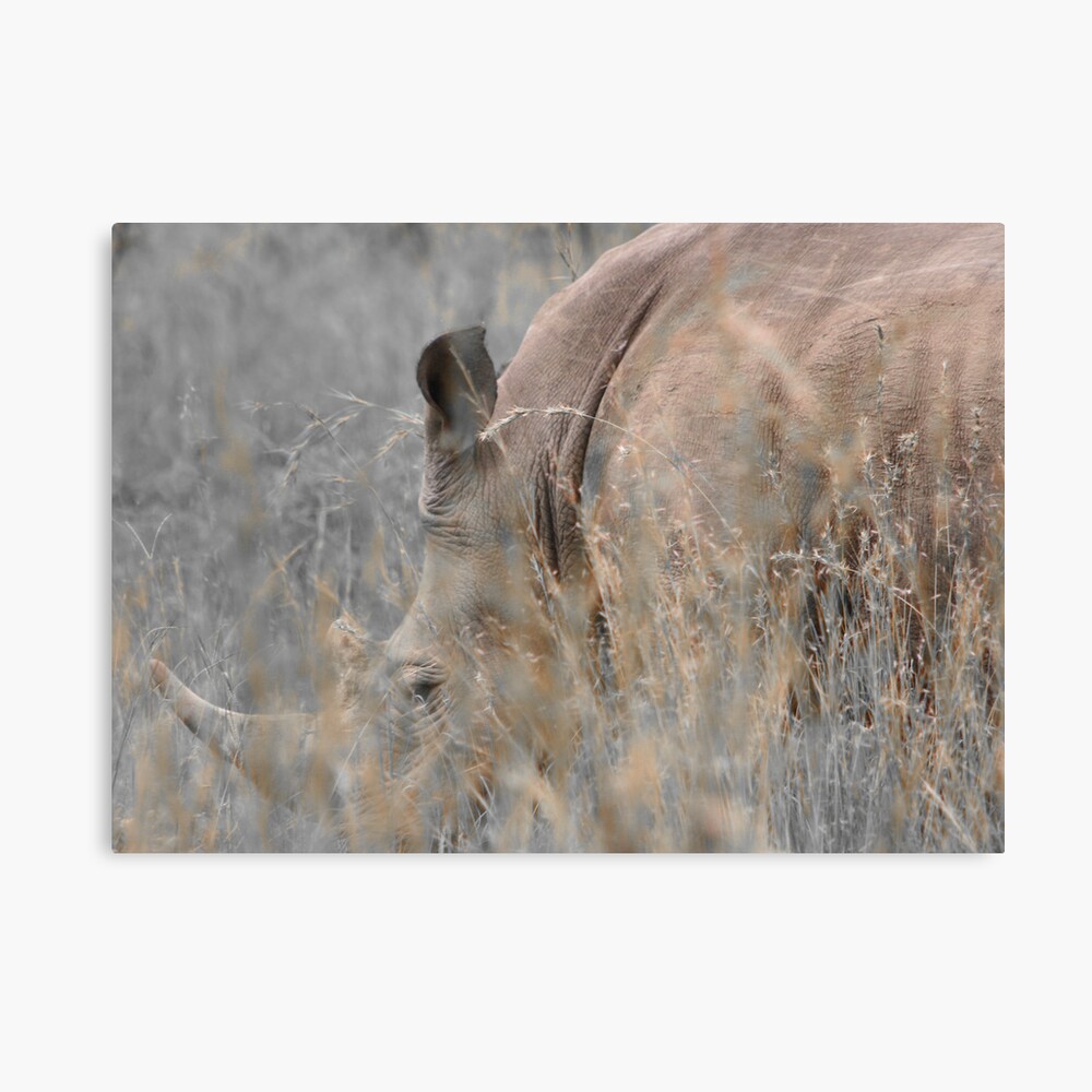 White Rhino Canvas Print