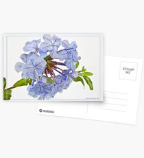 Plumbago Postcards