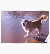saz at the beach Poster