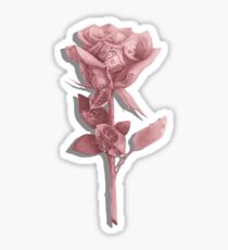 A rare rose Sticker