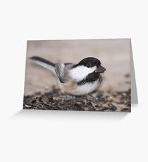 Black-capped Chickadee Greeting Card