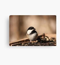Black-capped Chickadee Canvas Print