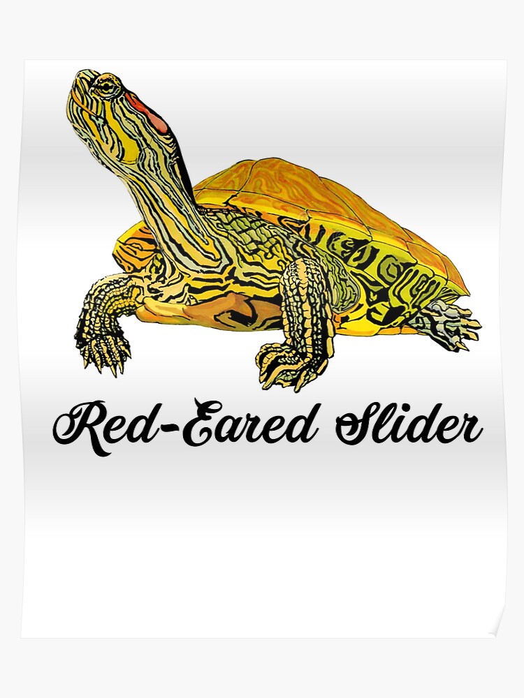 Red Eared Slider Size Chart