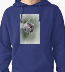 Fit to Burst...........Lyme Gardens,Dorset UK Pullover Hoodie