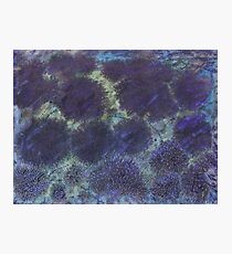 Purple Puffs Photographic Print