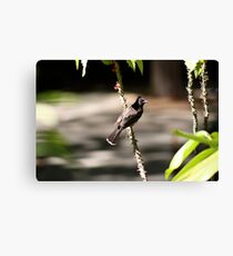 Mighty Mowhawk Bird Canvas Print