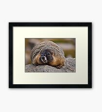 Marmota Flaviventris Framed Print