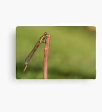 damselfly Canvas Print