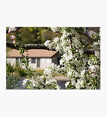 Spring Blossoms Photographic Print