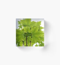 Sugar Maple Leaves Acrylic Block