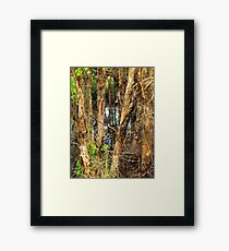 Paper Bark Trees (Melaleuca quinquenervia) Framed Print