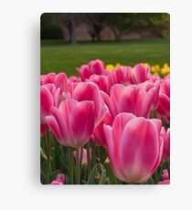 Hobart in Spring Canvas Print