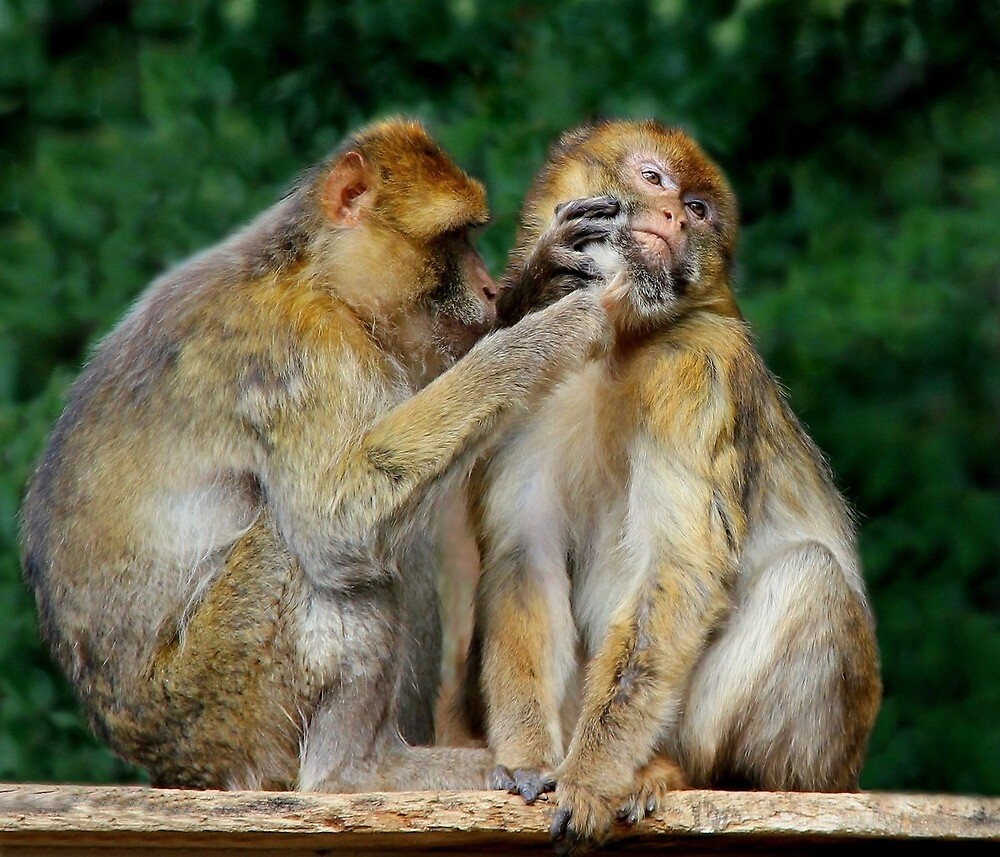 "Monkeys in the zoo." by JoseLok | Redbubble