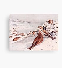 Winter Scene with Snow Buntings Canvas Print