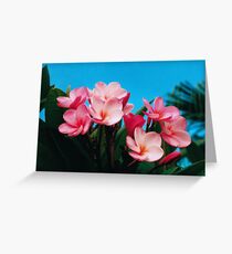 Frangipanis. Greeting Card