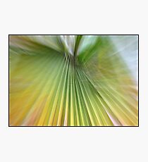 Green queen Photographic Print