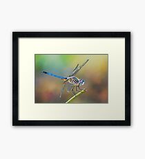 Dashing Mr. Blue Dasher Framed Print