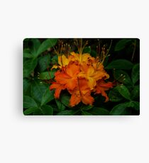 Flame Azaleas Canvas Print