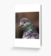 Pigeon Greeting Card