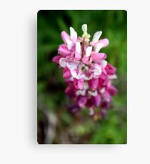 Lupin Canvas Print
