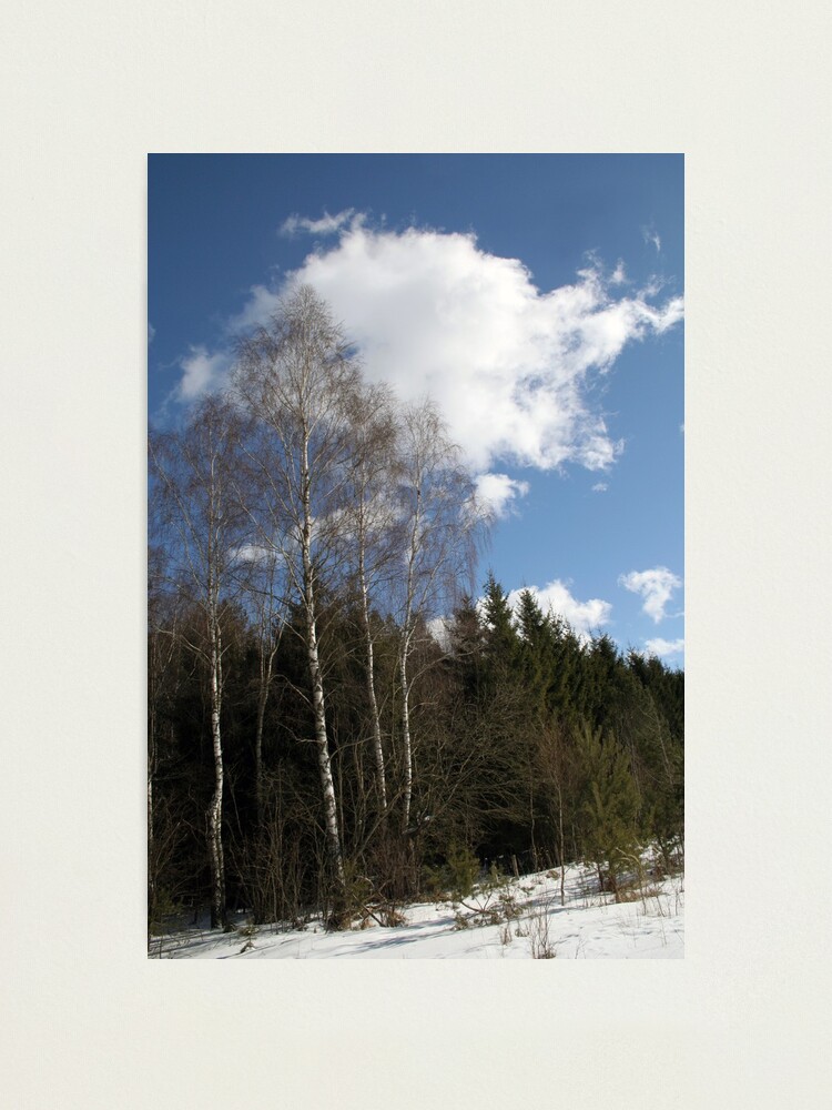 Alternate view of Winter Sunshine Photographic Print