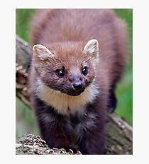 Pine Marten Photographic Print