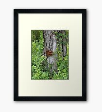 Bracket Fungus or Shelf Fungus Framed Print