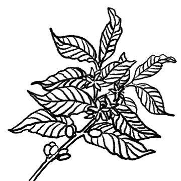 7531 Hand Drawing Coffee Tree Images Stock Photos  Vectors  Shutterstock