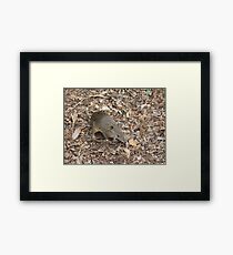 Bandicoot Framed Print