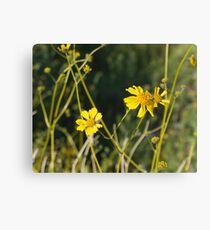 Wildflowers Canvas Print