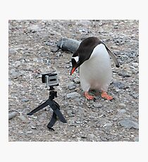 Gentoo Penguin in Antarctica & Go Pro - 3 Photographic Print