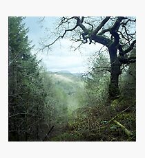 Llyn Mair from Coed Llyn y Garned Photographic Print